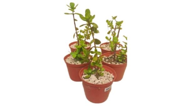 Plant (3) Money Plant - Simple touch