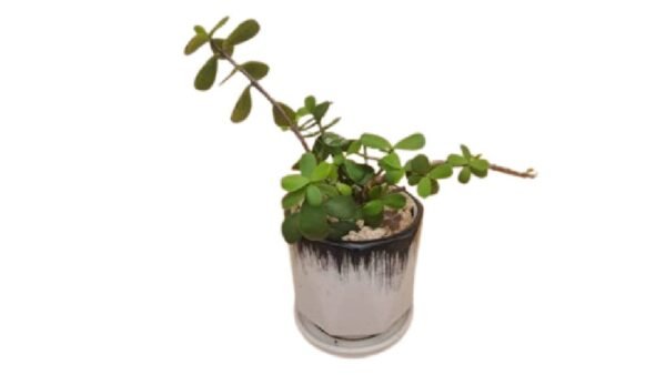 Money Plant - Exquisite touch