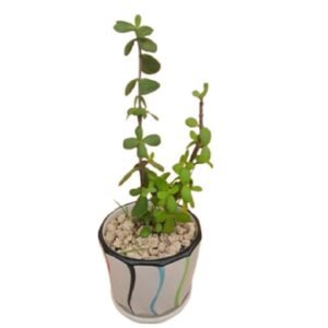 plant (4) Money Plant - Exquisite touch