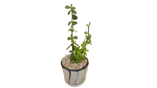 Money Plant - Exquisite touch